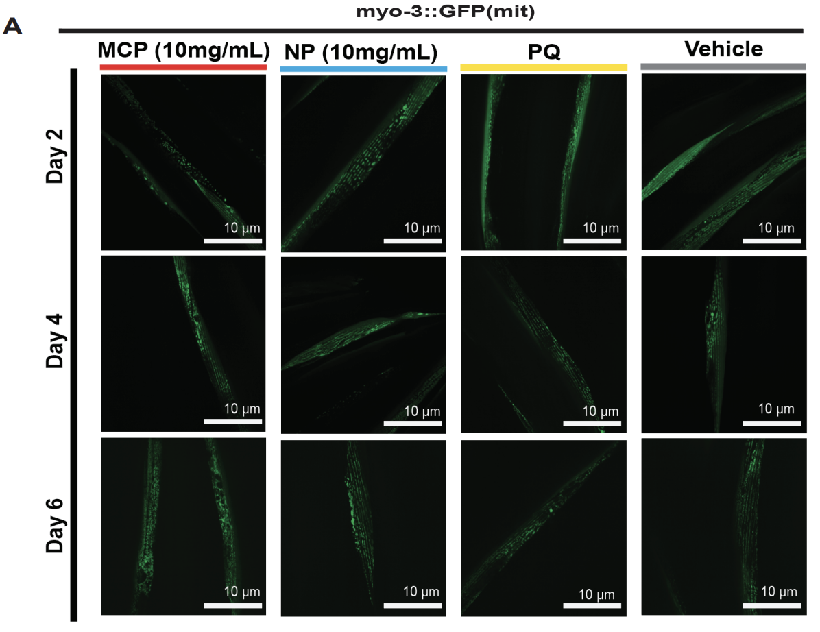 Supplementary data on EPFR exposure and organismal aging in C. elegans.