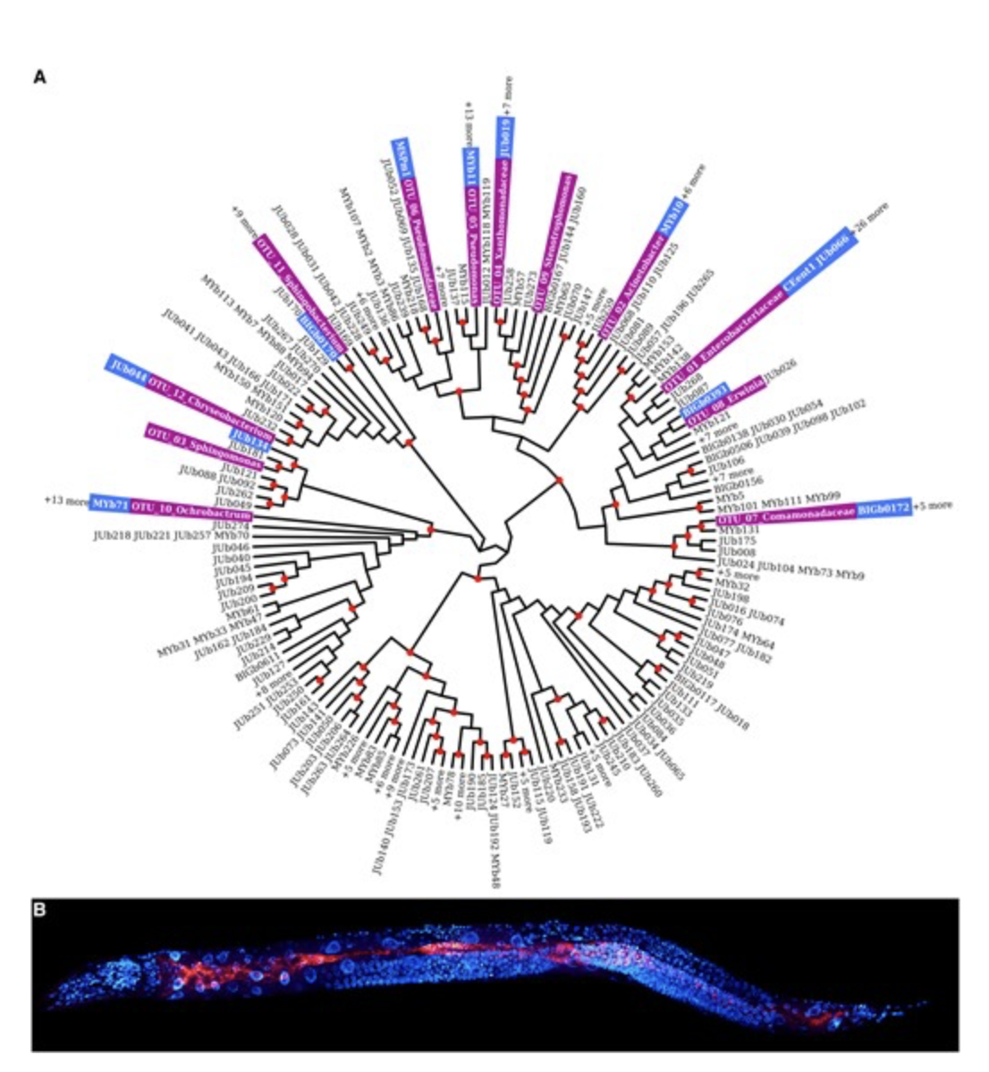 CeMbio Resource