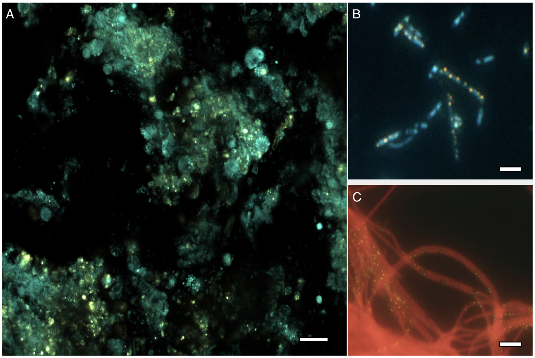 Marine Sponge Research