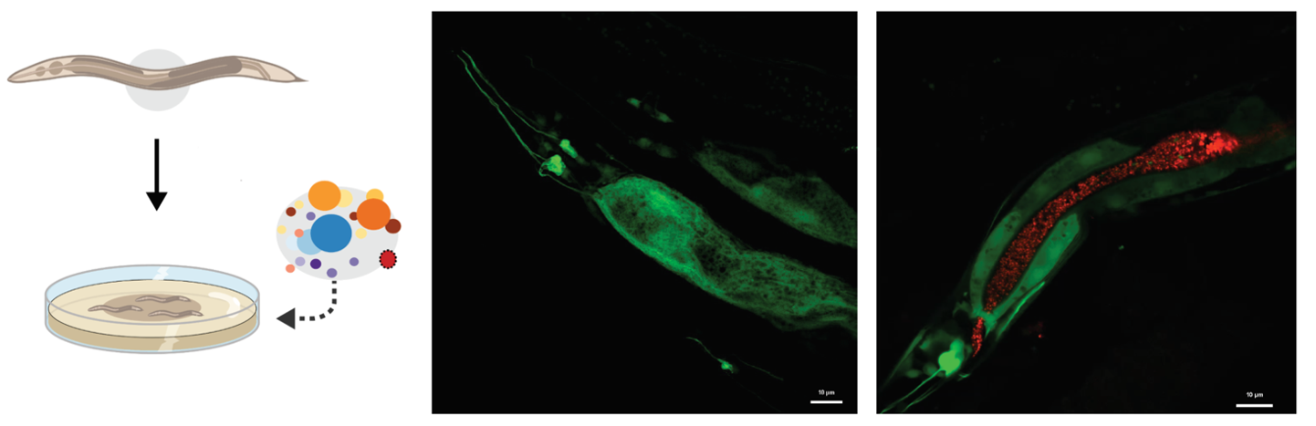 Diagram of microbial signaling pathways regulating C. elegans endocrine and life-history traits.